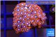 Zoanthus red blue 2-3 cm WYSIWYG acclimaté