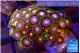 Zoanthus rainbow 2-3 cm WYSIWYG acclimaté