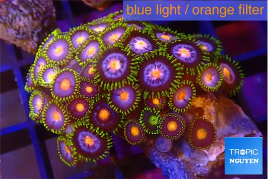 Zoanthus rainbow 2-3 cm WYSIWYG acclimaté