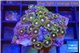 Zoanthus purple green 2-3 cm WYSIWYG acclimaté