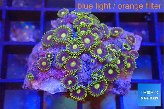 Zoanthus purple green 2-3 cm WYSIWYG acclimaté