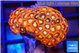 Zoanthus red gold 2 -3 cm WYSIWYG acclimaté