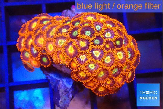 Zoanthus red gold 2 -3 cm WYSIWYG acclimaté