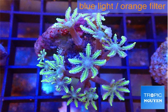 Clavularia papaya fire purple 3-5 cm WYSIWYG acclimaté
