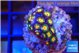 Zoanthus sunset kiwi 2-3 cm WYSIWYG acclimaté