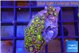 Zoanthus purple green 2-4 cm WYSIWYG acclimaté