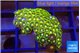 Zoanthus green fire 2-3 cm WYSIWYG acclimaté