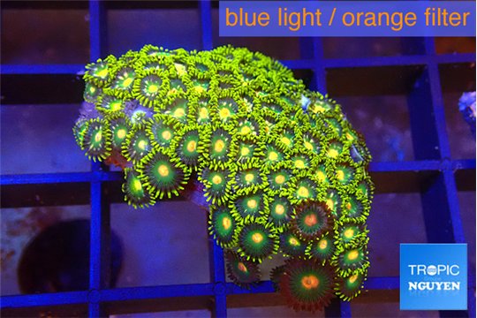 Zoanthus green fire 2-3 cm WYSIWYG acclimaté