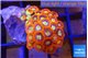 Zoanthus red gold 2 -3 cm WYSIWYG acclimaté