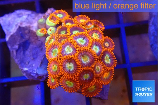 Zoanthus red gold 2 -3 cm WYSIWYG acclimaté