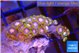 Zoanthus purple green 2-3 cm WYSIWYG acclimaté