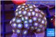 Zoanthus blue eyes 2-4 cm WYSIWYG acclimaté