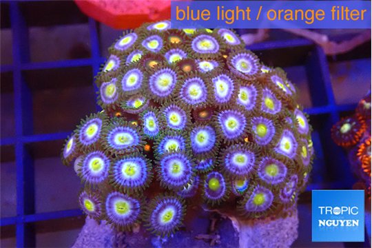 Zoanthus blue eyes 2-4 cm WYSIWYG acclimaté