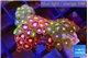 Zoanthus tricolor 2-4 cm WYSIWYG acclimaté