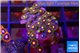 Zoanthus orange rainbow 2-3 cm WYSIWYG acclimaté