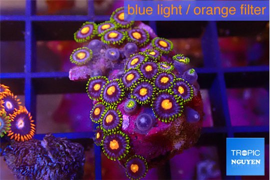 Zoanthus orange rainbow 2-3 cm WYSIWYG acclimaté