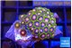 Zoanthus rainbow 2-3 cm WYSIWYG acclimaté