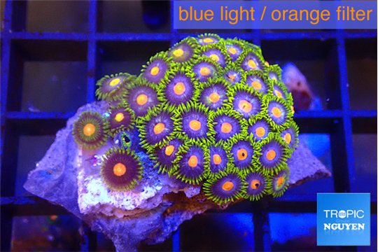 Zoanthus rainbow 2-3 cm WYSIWYG acclimaté