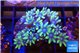Clavularia papaya fire purple 3-5 cm WYSIWYG acclimaté