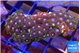 Zoanthus mixed color 3-5 cm WYSIWYG acclimaté