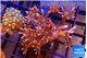 Clavularia papaya candy corn 3-5 cm WYSIWYG acclimaté