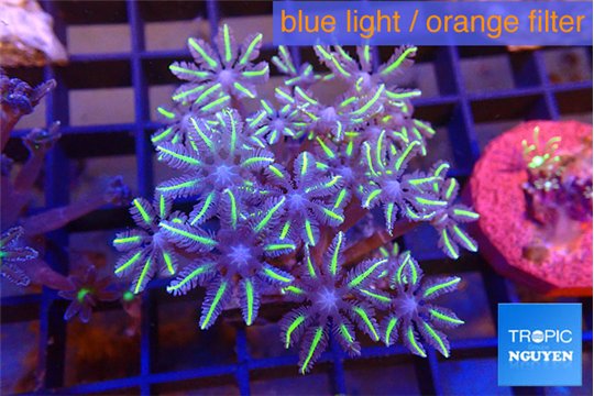 Clavularia papaya lemon tipped 3-5 cm WYSIWYG acclimaté
