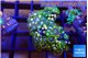 Zoanthus green 4-5 cm WYSIWYG acclimaté