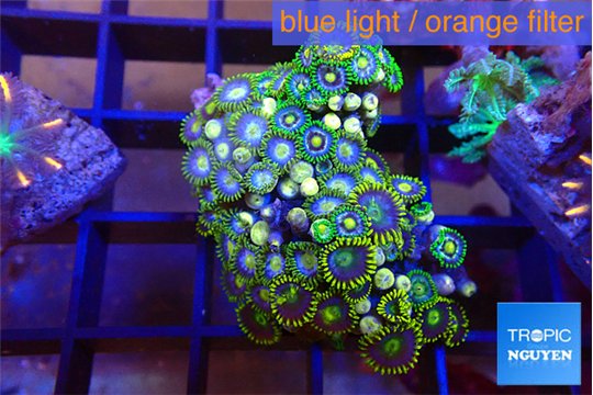 Zoanthus green 4-5 cm WYSIWYG acclimaté