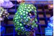 Zoanthus green blue eyes 3-5 cm WYSIWYG acclimaté