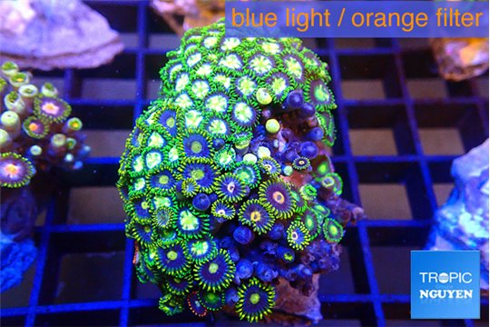 Zoanthus green blue eyes 3-5 cm WYSIWYG acclimaté