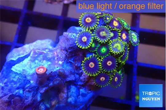 Zoanthus rainbow 2 cm WYSIWYG acclimaté