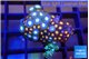 Zoanthus blue & Zoanthus orange 2-3 cm WYSIWYG acclimaté
