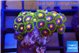 Zoanthus rainbow 2-3 cm WYSIWYG acclimaté