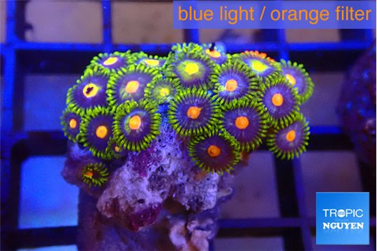 Zoanthus rainbow 2-3 cm WYSIWYG acclimaté