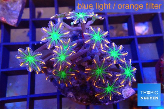 Clavularia papaya fire works 3-5 cm WYSIWYG acclimaté