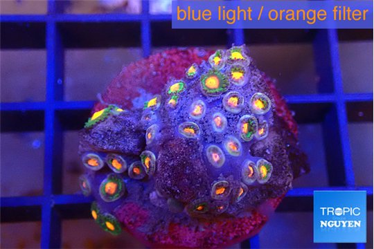 Zoanthus orange 2-3 cm WYSIWYG acclimaté