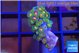 Zoanthus sunset kiwi 2-3 cm WYSIWYG acclimaté