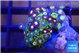 Zoanthus mixed color 2-3 cm WYSIWYG acclimaté
