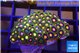 Zoanthus mixed color 3-4 cm WYSIWYG acclimaté