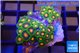 Zoanthus sunset kiwi 3-4 cm WYSIWYG acclimaté