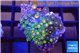 Zoanthus mixed color 2-3 cm WYSIWYG acclimaté