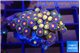 Zoanthus rainbow 2-3 cm WYSIWYG acclimaté