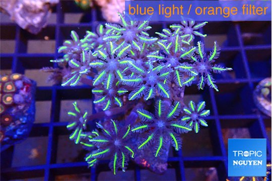 Clavularia papaya lemon tipped 4-6 cm WYSIWYG acclimaté