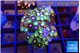 Zoanthus mixed color 3-4 cm WYSIWYG acclimaté