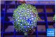 Zoanthus green blue 3-4 cm WYSIWYG acclimaté