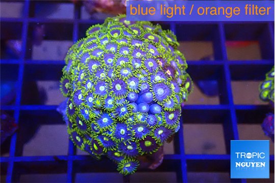 Zoanthus green blue 3-4 cm WYSIWYG acclimaté