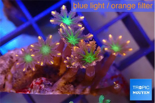 Clavularia papaya fire works 3-5 cm WYSIWYG acclimaté