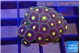 Zoanthus purple green 2-3 cm WYSIWYG acclimaté