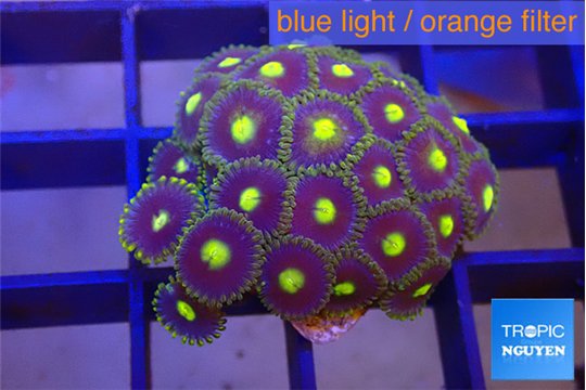 Zoanthus purple green 2-3 cm WYSIWYG acclimaté