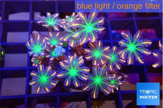 Clavularia papaya fire works 3-4 cm WYSIWYG acclimaté
